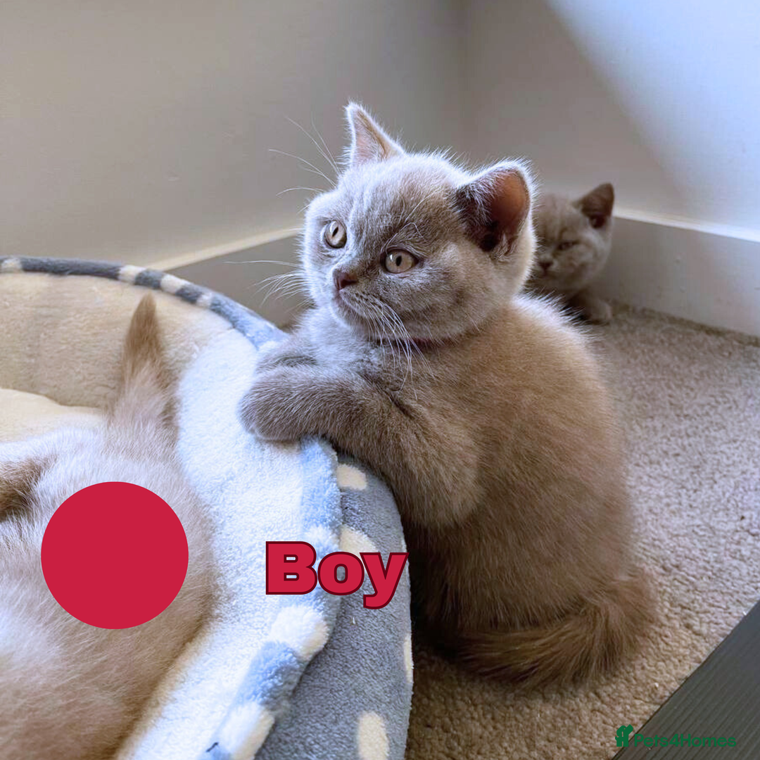 British Shorthair cats for sale: British Shorthair, Ready to be rehomed - Advert 26