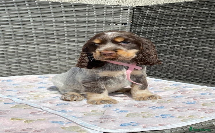 Cocker Spaniel dogs - Advert 2