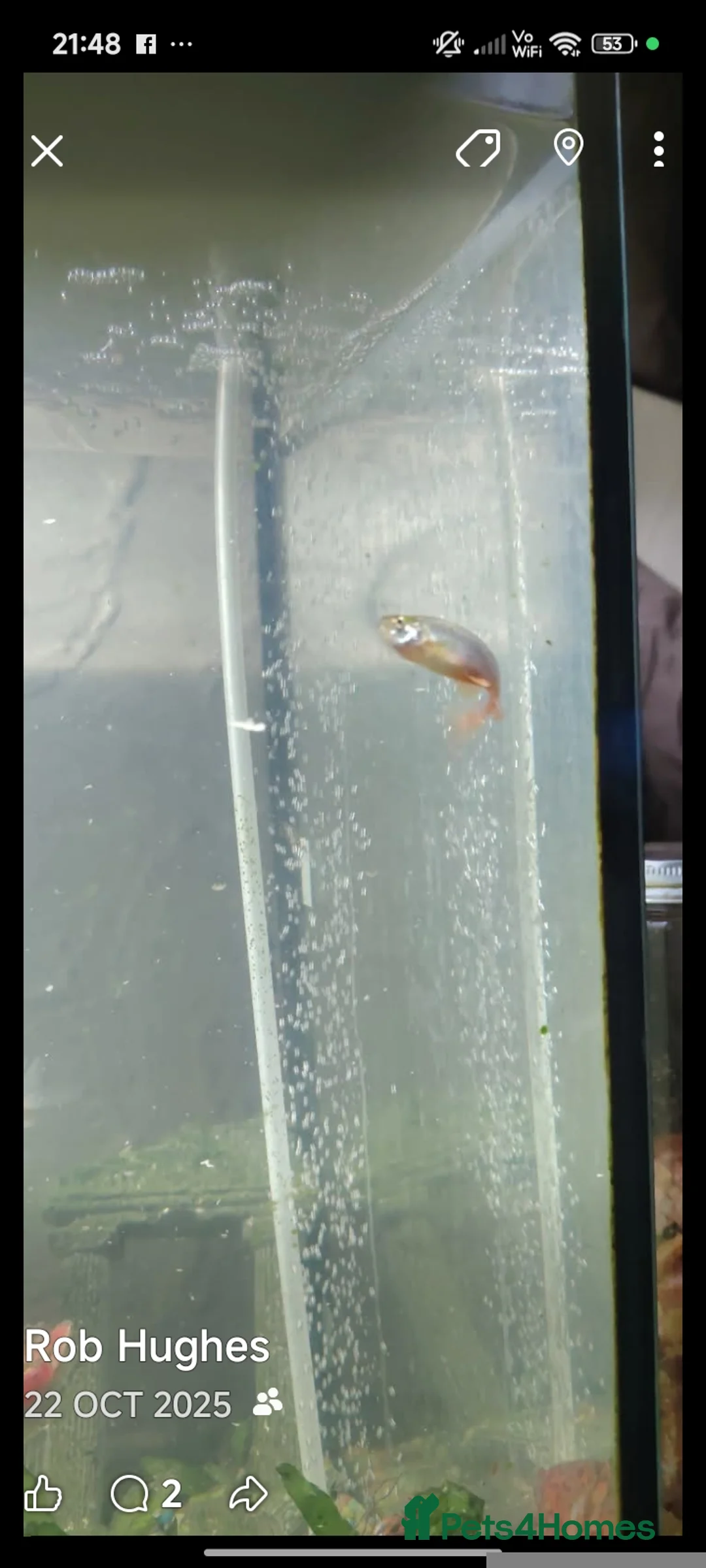 Fancy Goldfish fish for sale: Fancy goldfish,danios for sale  and tank - Advert 8