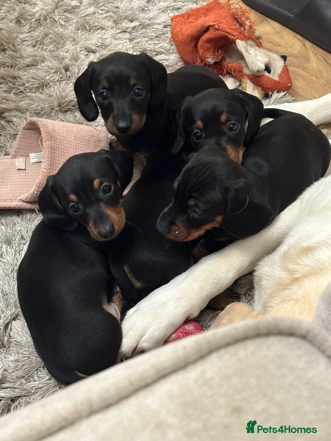 Dachshund dogs for sale: Dachshund puppies - Advert 2