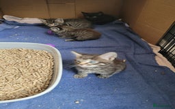 Mixed Breed cats for sale: 4 kittens available start of September  - Image 6