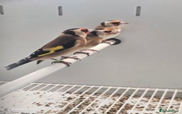 Finches birds for sale: Goldfinch greenfinch  - Image 2