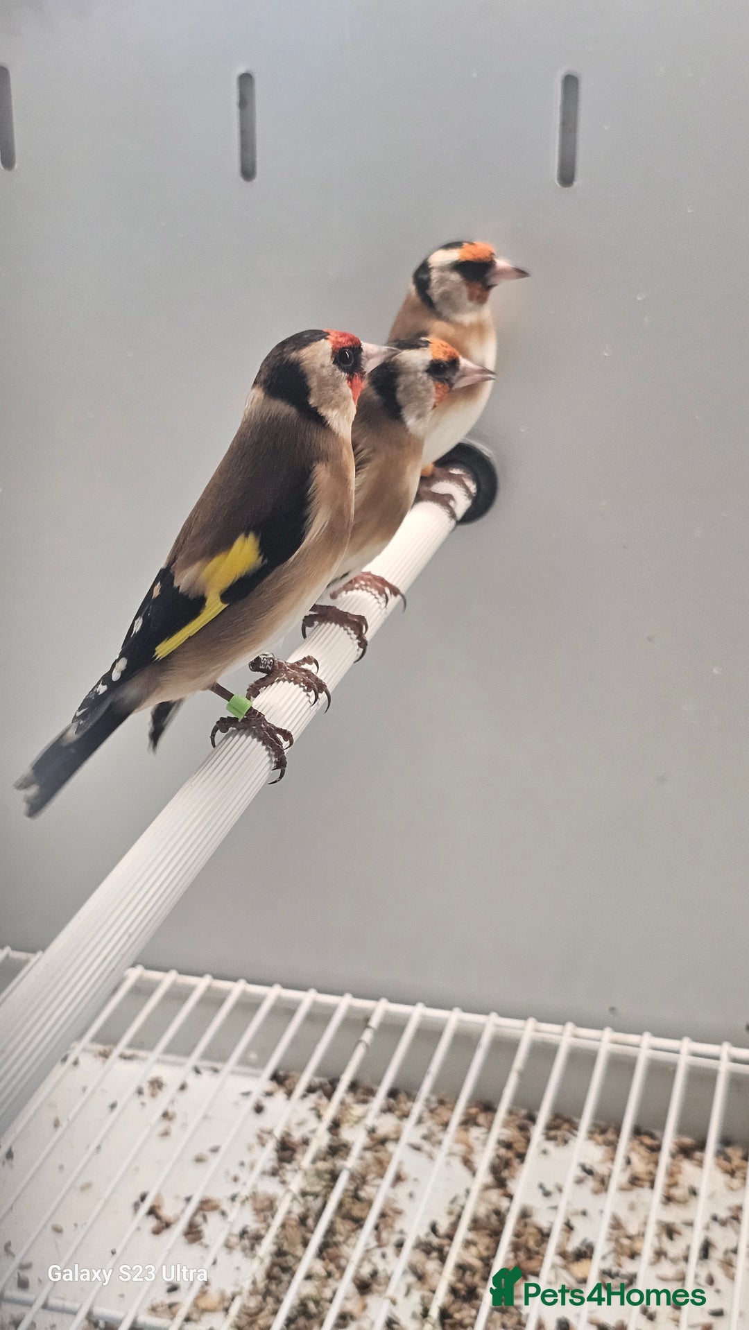 Finches birds for sale: Goldfinch greenfinch  - Image 2
