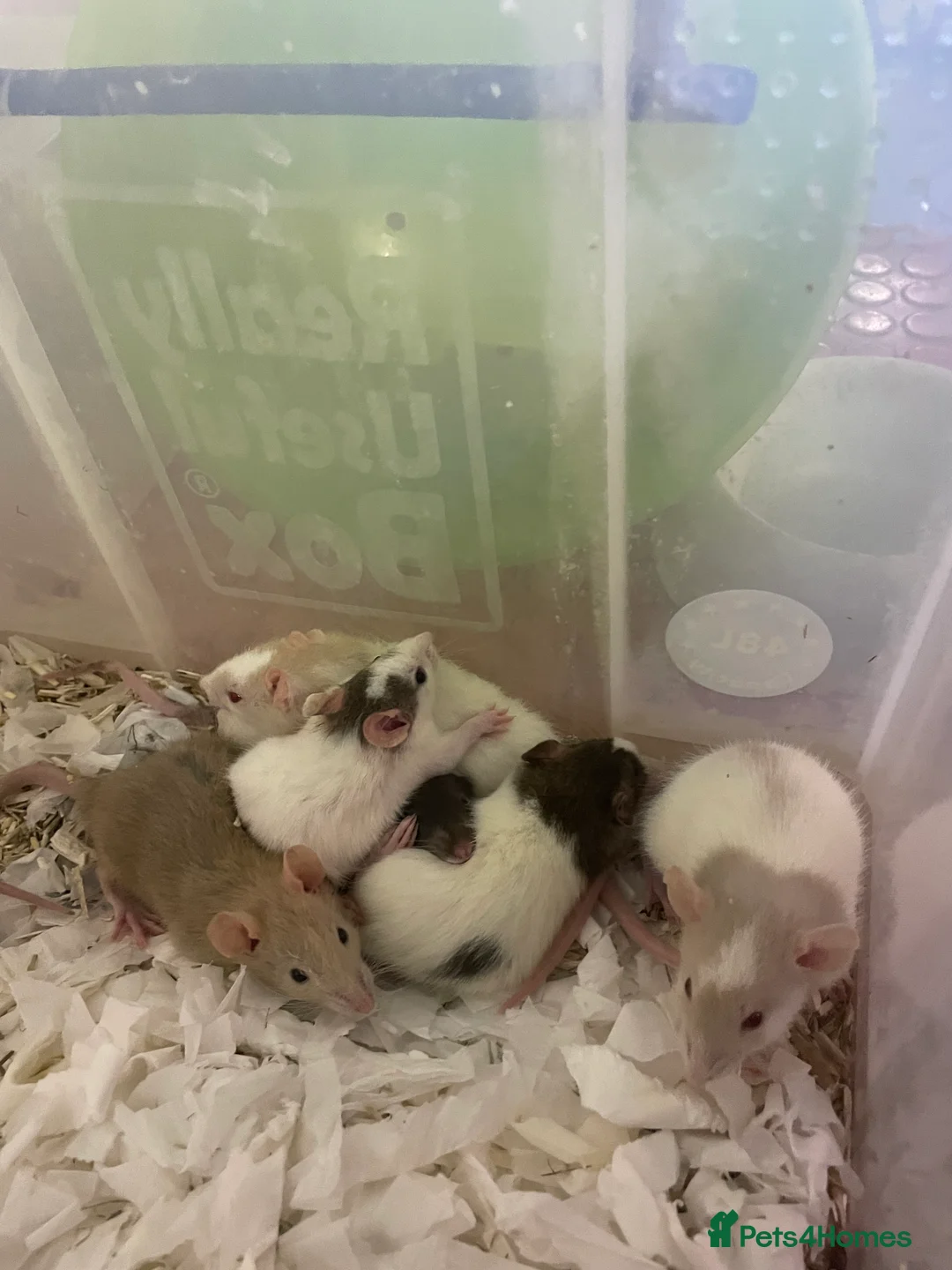 Rat rodents for sale: Baby rats for sale - Advert 6