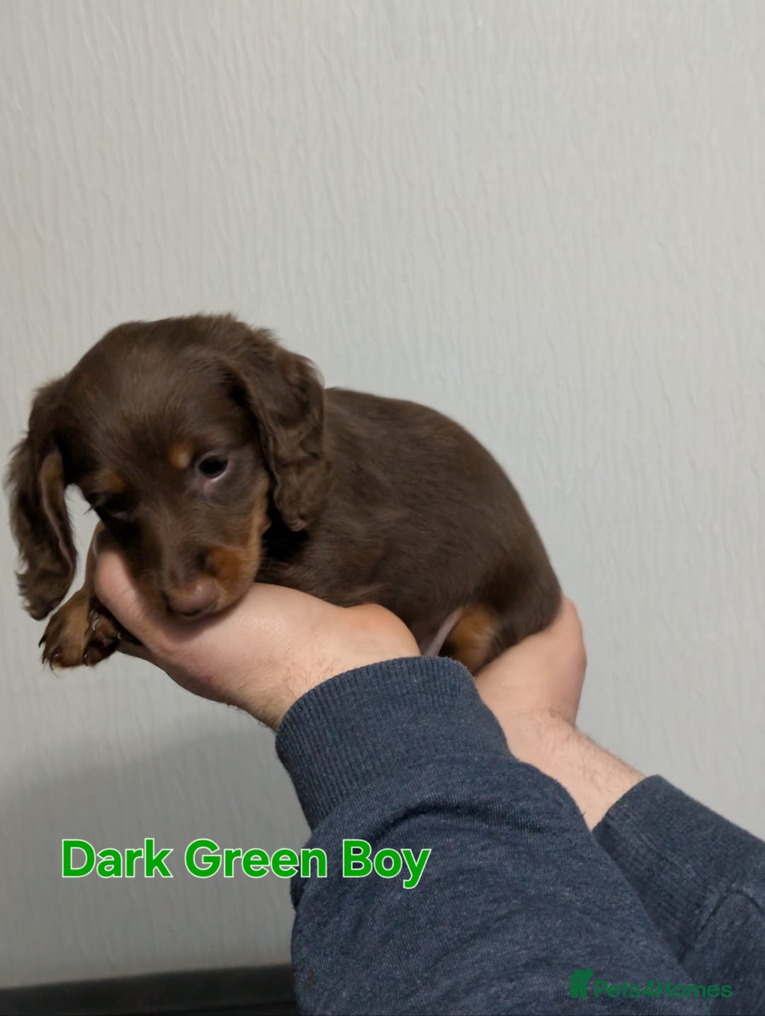 Miniature Dachshund dogs for sale: Kc reg miniture dachshund puppies for sale - Advert 16