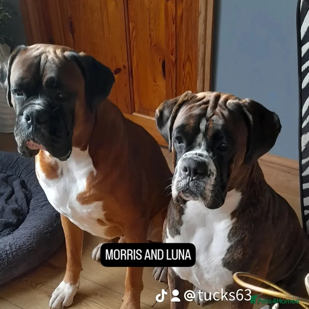 Boxer dogs 8 weeks old on the 4th of January.  - Advert 6