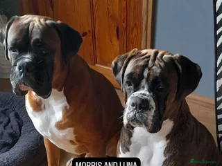 Boxer dogs 8 weeks old on the 4th of January. - Advert 6