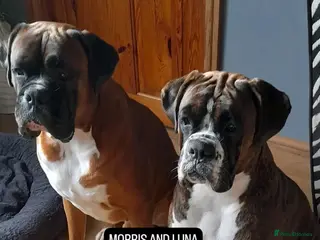 Boxer dogs 8 weeks old on the 4th of January. - Advert 3