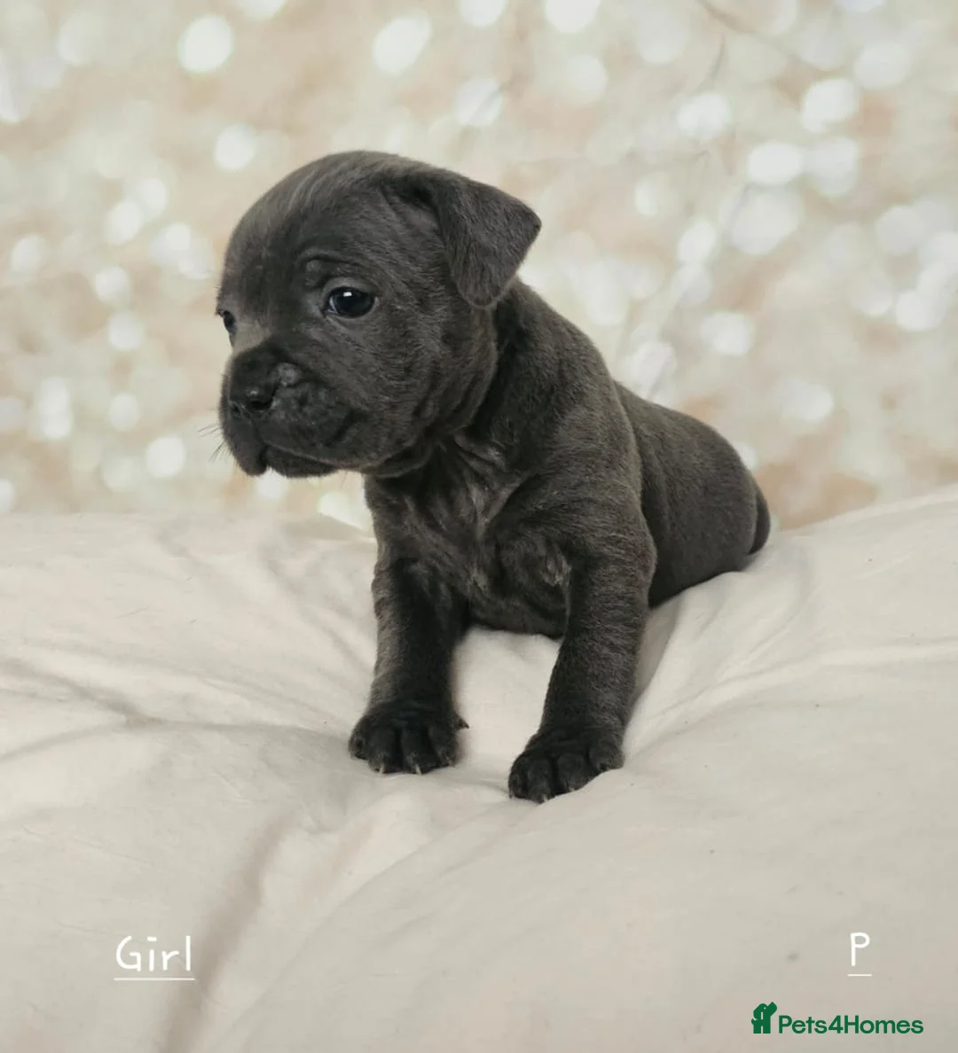 Staffordshire Bull Terrier dogs for stud: Stud  in Godalming - Advert 13