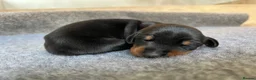 Dobermann dogs for sale: Outstanding Quality Dobermann puppies, KC REG - Advert 7