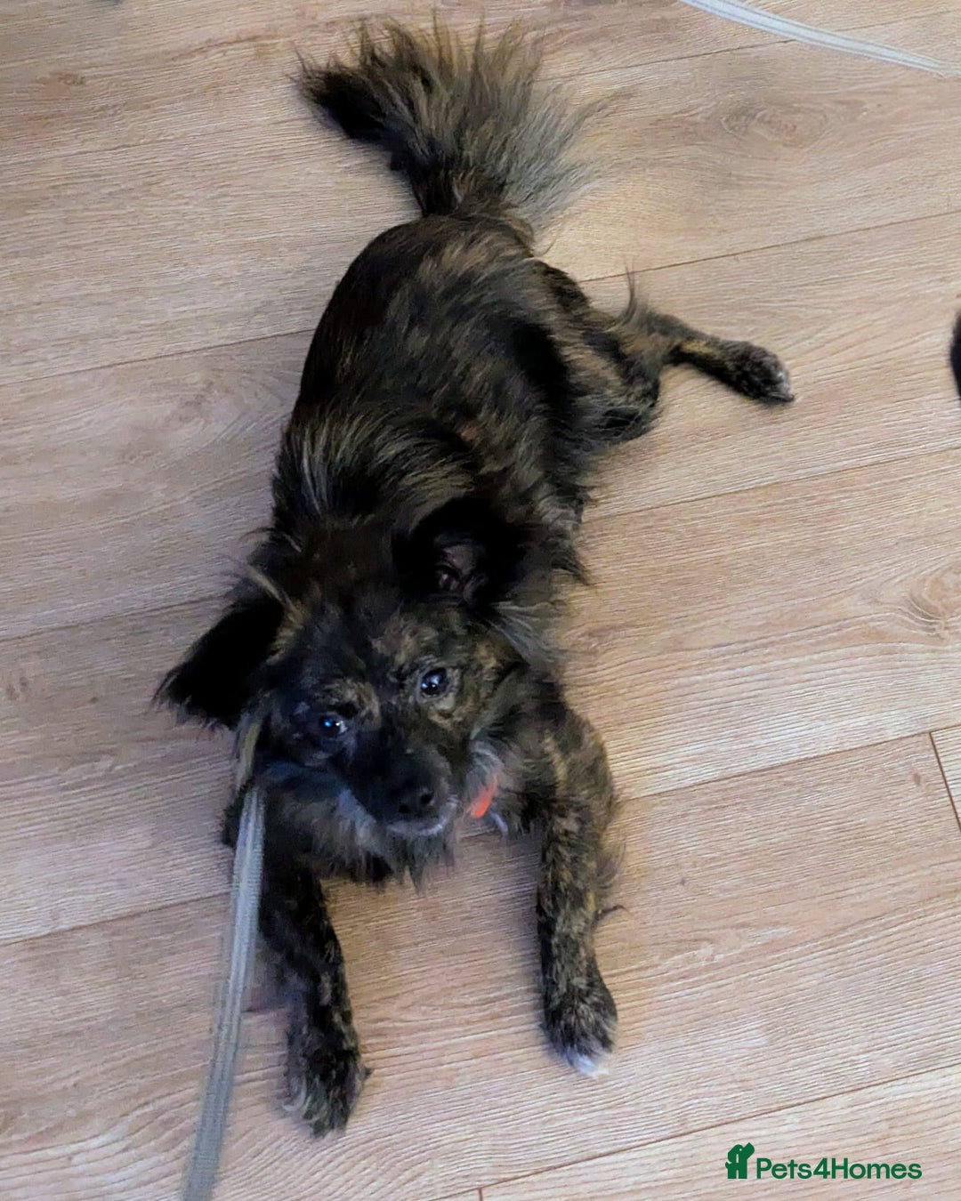 Mixed Breed dogs for adoption: 💖🐶 TWIGGY – A Happy Little Spirit🐶💖 - Image 7