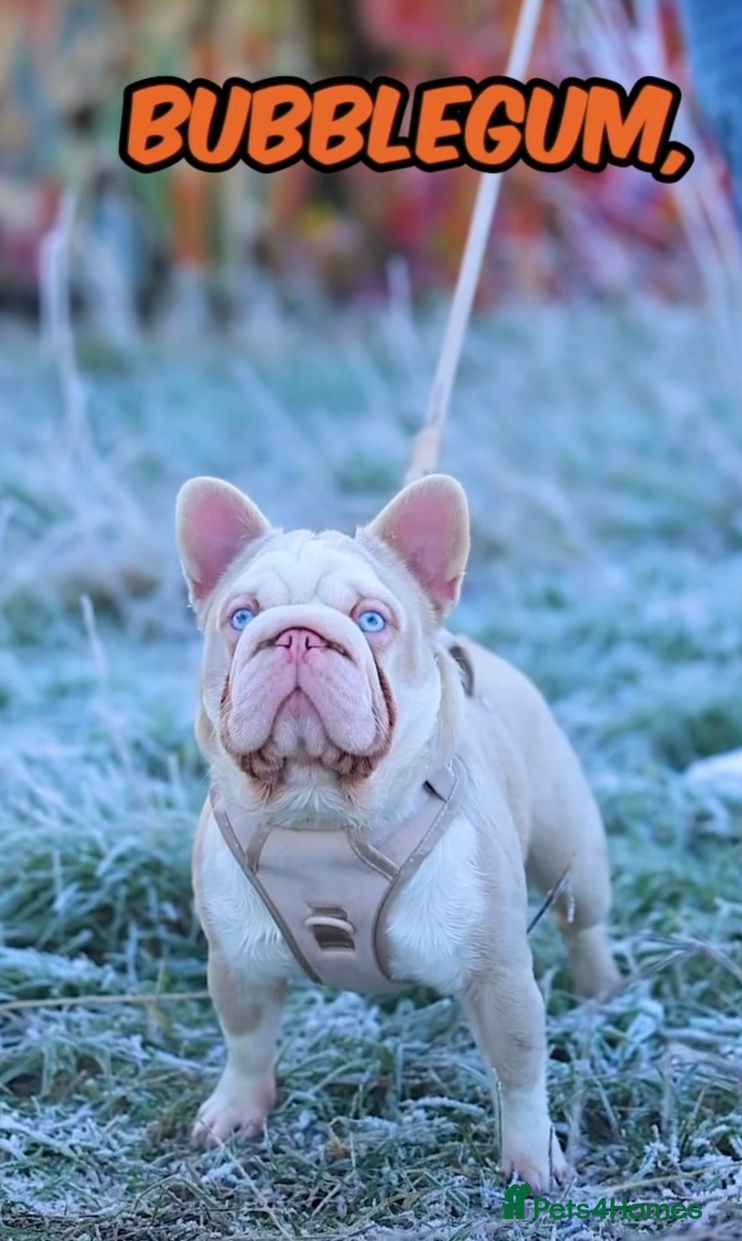 French Bulldog dogs for sale: ✨Two Gorgeous French Bulldog Boys ✨ - Advert 5