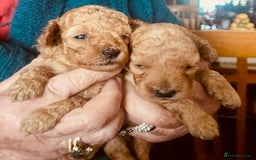 Toy Poodle dogs for sale: lyncham toy poodles  - Image 5