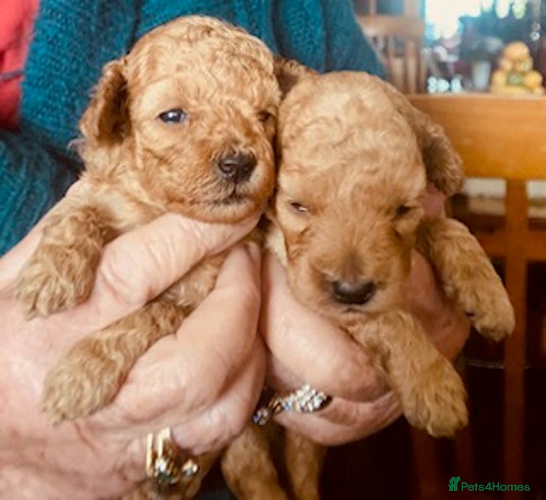 Toy Poodle dogs for sale: lyncham toy poodles  - Image 5
