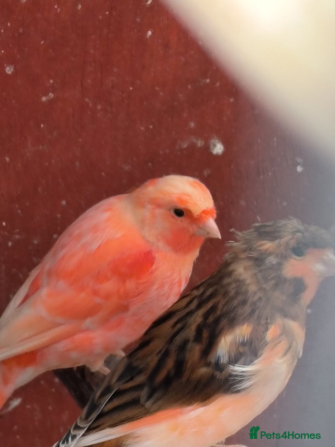 Canaries birds for sale: Young 2025 canaries  - Image 13