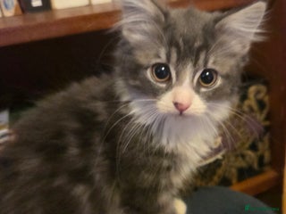 Siberian cats Adorable Siberian Female - Advert 1