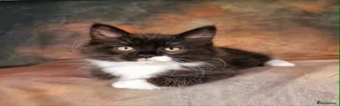 Maine Coon 1