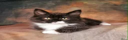 Maine Coon cats for sale: Beautiful TICA Registered Maine Coon Kittens - Advert 15