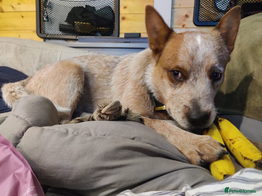 Australian Cattle Dog dogs for stud: Stud red heeler - Advert 3