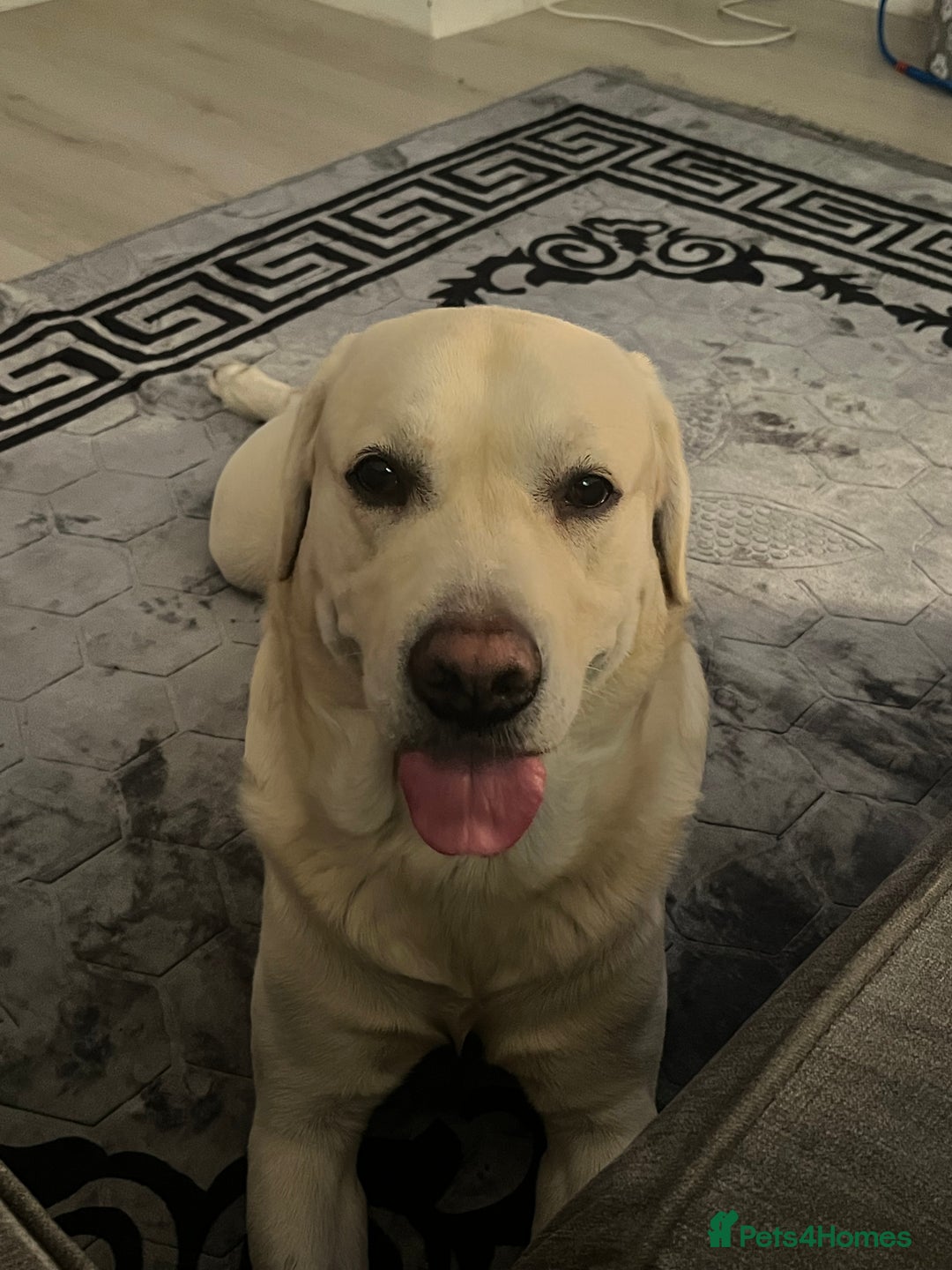 Labrador Retriever dogs for sale: Hugo - 5 - Advert 12