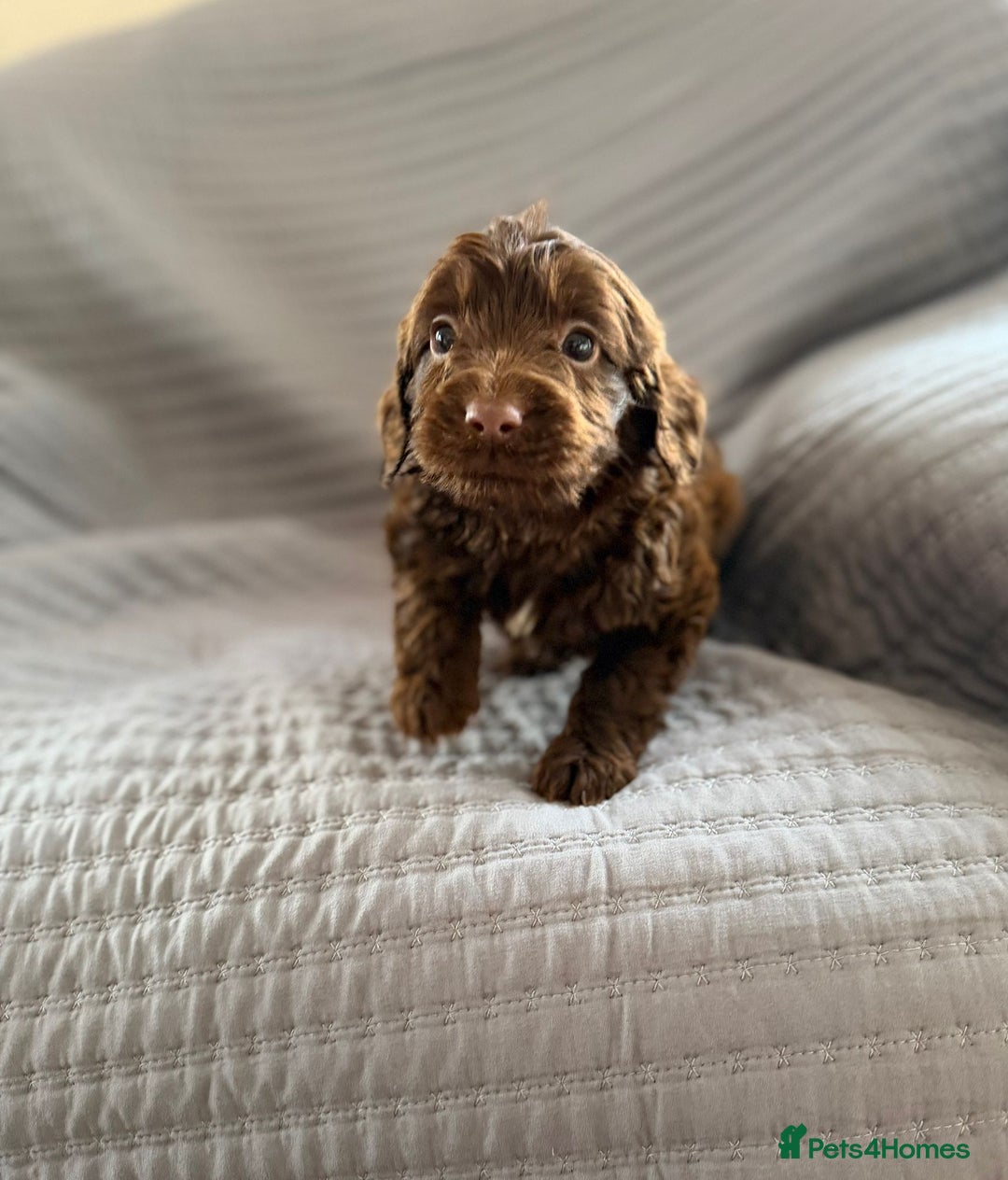 Cockapoo dogs for sale: Cockapoo puppies  - Advert 9