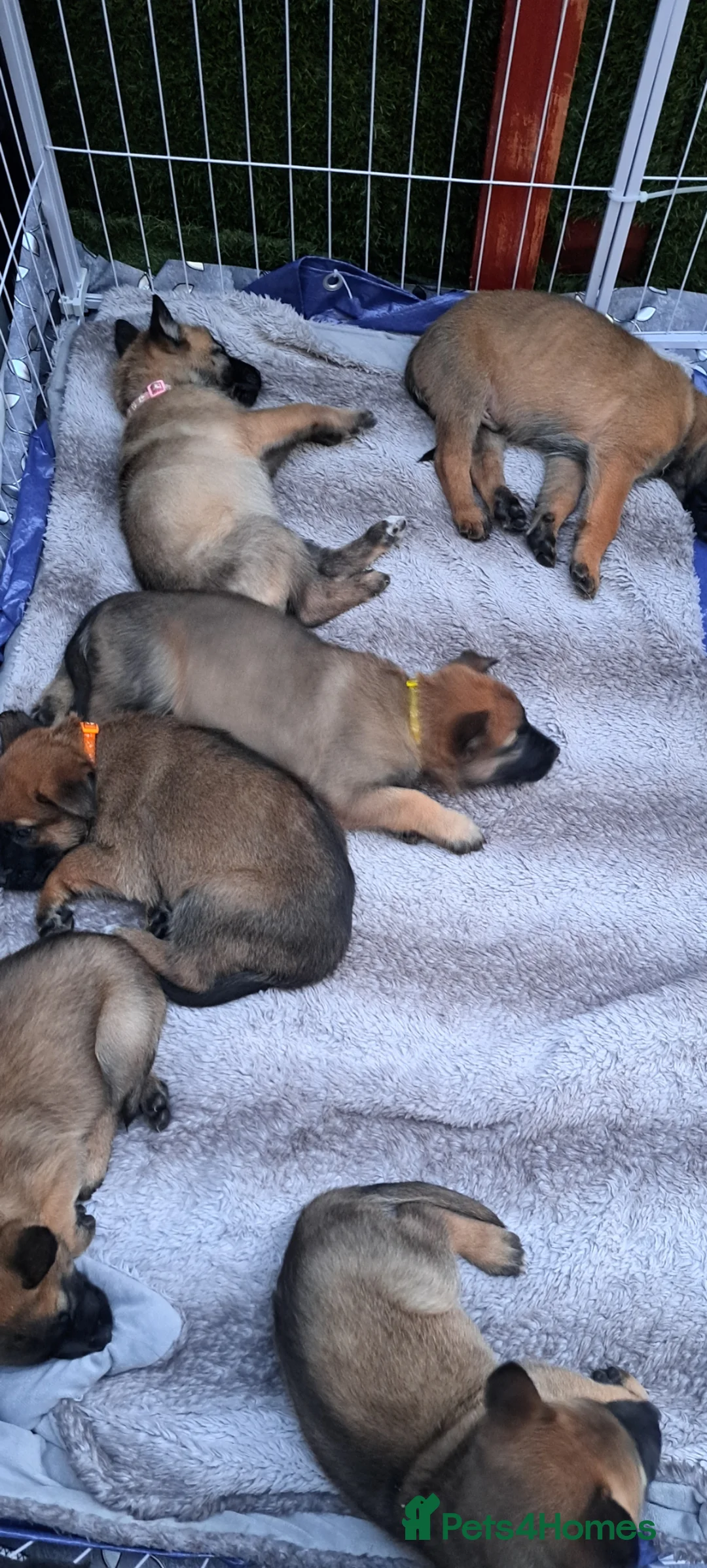 Belgian Shepherd Dog dogs for sale: Love ❤️  - Advert 1