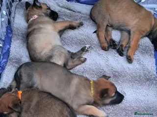 Belgian Shepherd Dog dogs Love ❤️ - Advert 2