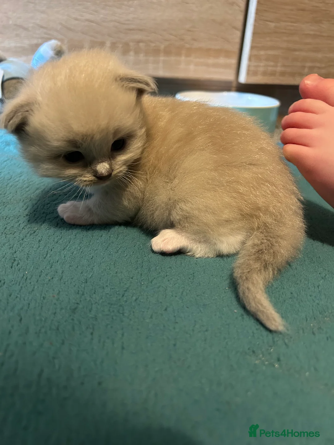 Ragdoll cats for sale: 2 Gorgeous Full Ragdoll Kittens in Falkirk - Advert 2