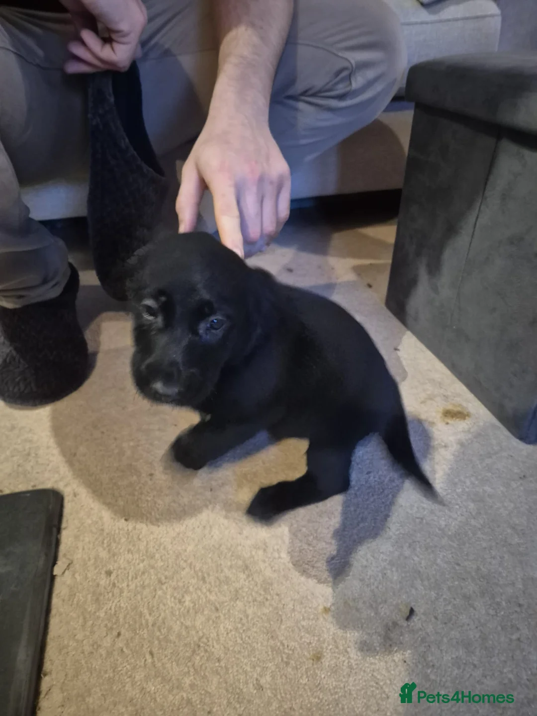 Borador dogs for sale: 2 female borador puppies - Advert 3