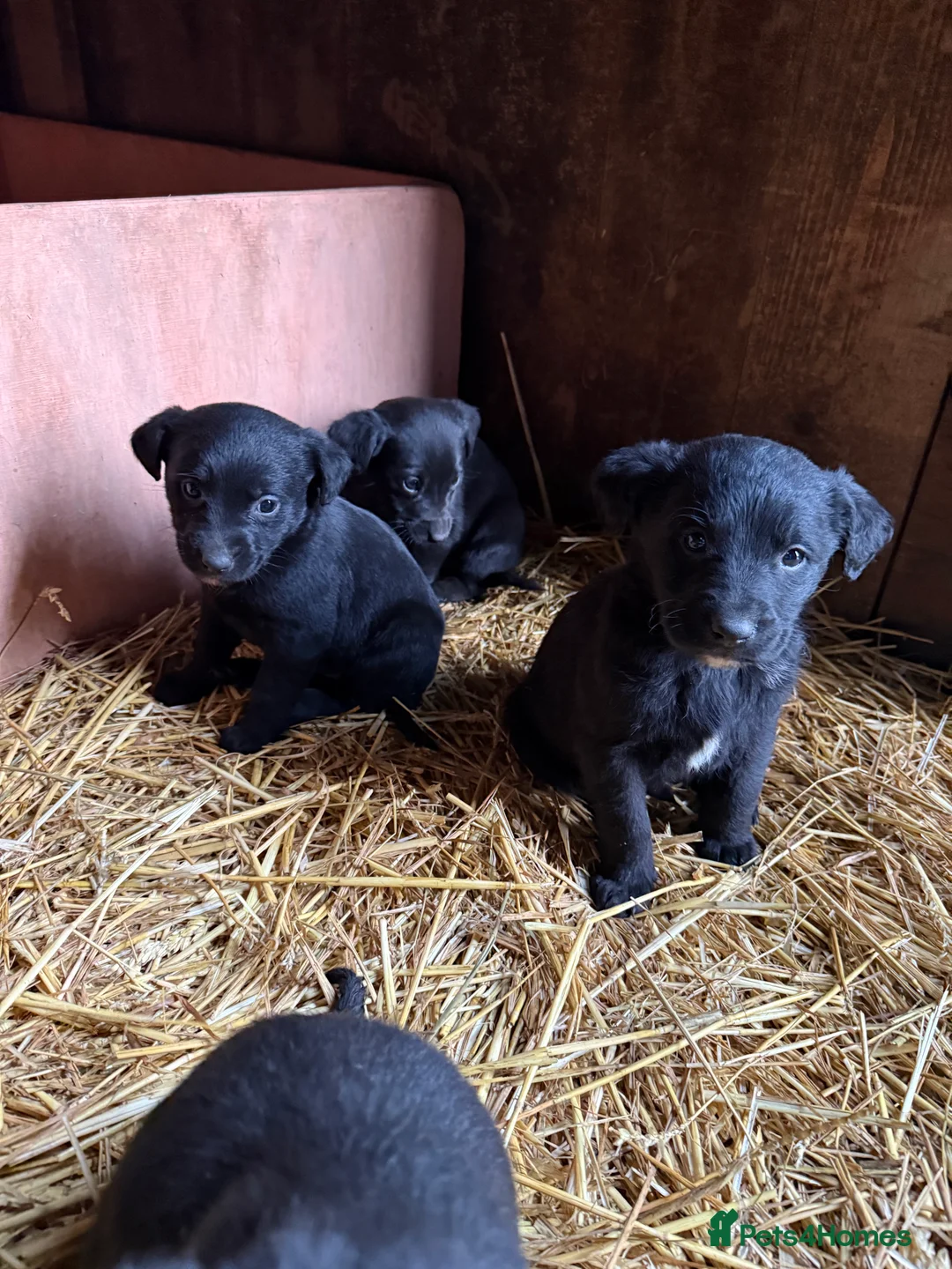 Mixed Breed dogs for sale: Gorgeous Labrador/ lurcher Puppies.  - Advert 3