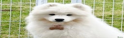 Samoyed dogs for sale: 🐾 Beautiful KC Registered Samoyed – 7 Months Old - Advert 19