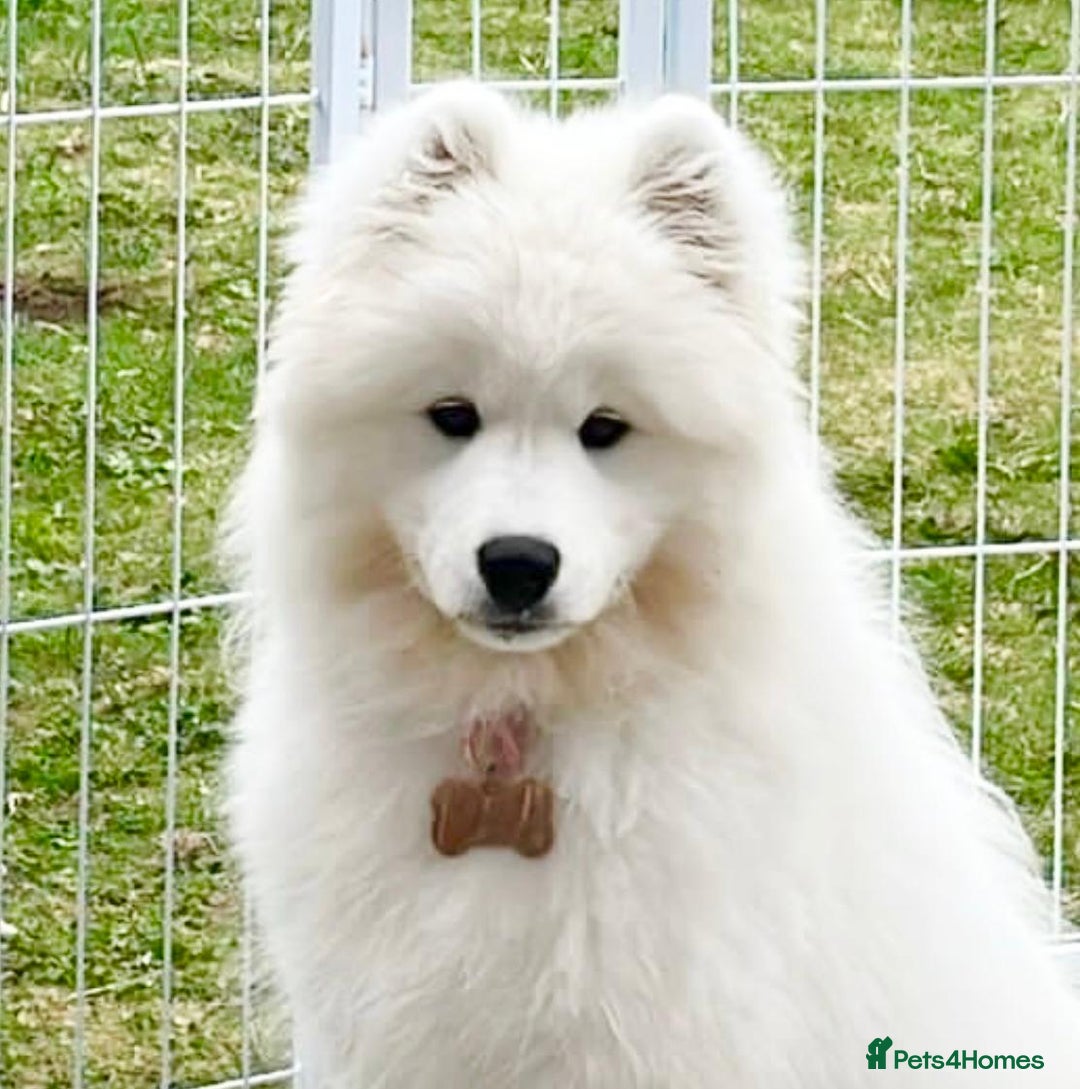 Samoyed dogs for sale: 🐾 Beautiful KC Registered Samoyed – 7 Months Old - Advert 19