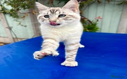 Keetso cats for sale: Gorgeous keetso female  - Image 18
