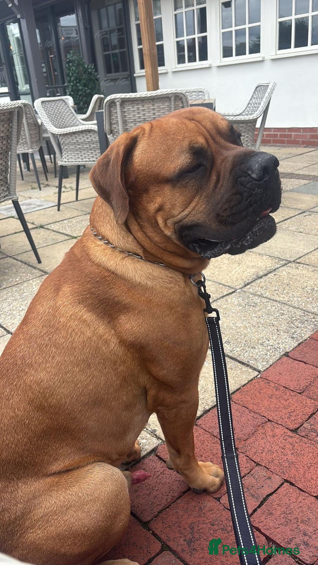 Bullmastiff dogs for stud: Bullmastiff for Stud - Advert 16