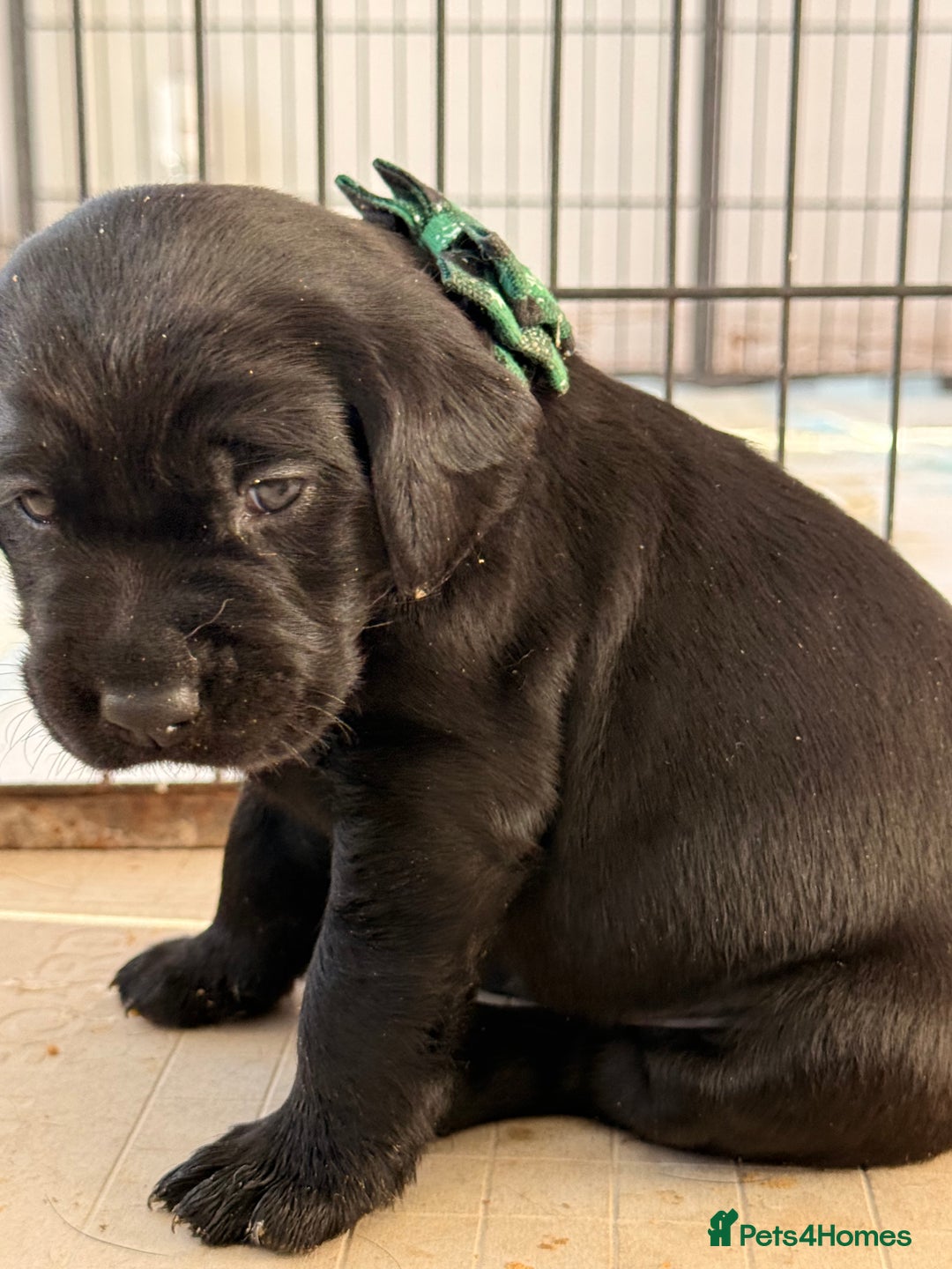 Labrador Retriever dogs for sale: Beautiful chunky litter of black pups  - Advert 22