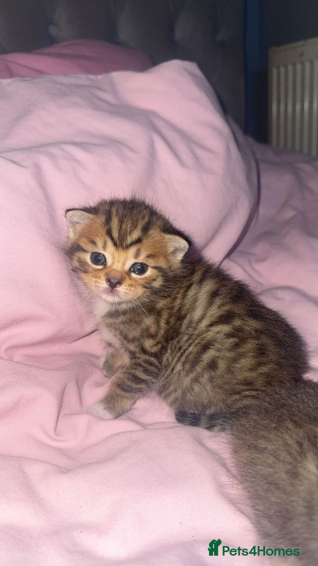 Mixed Breed cats for sale: Mixed bengal  - Advert 2