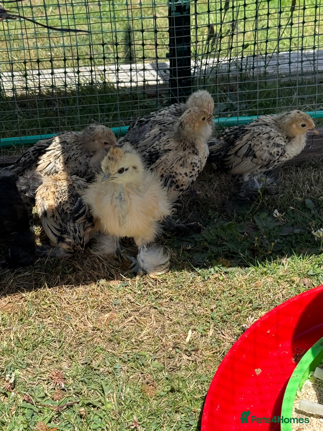 Chickens poultry for sale: 6 week old chicks for sale  - Image 2