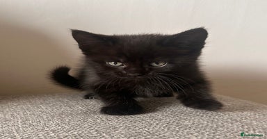 Maine Coon cats - Advert 6