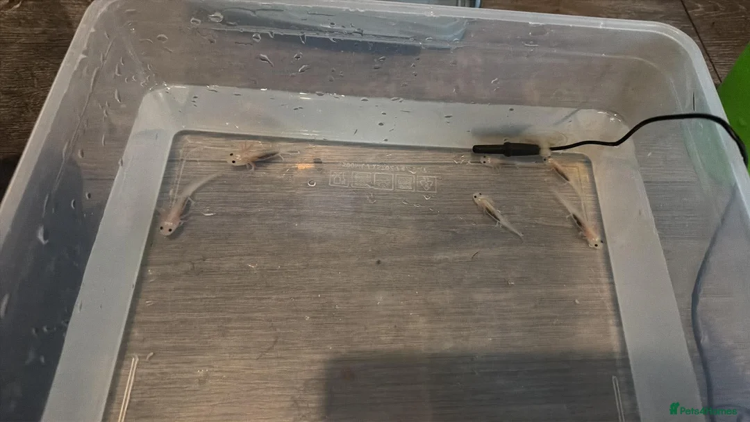 Axolotl reptiles for sale: Baby axolotl in Bilston - Advert 1