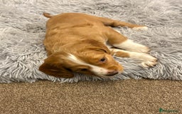 Cocker Spaniel dogs for sale: Working cocker spaniel boy - Image 8
