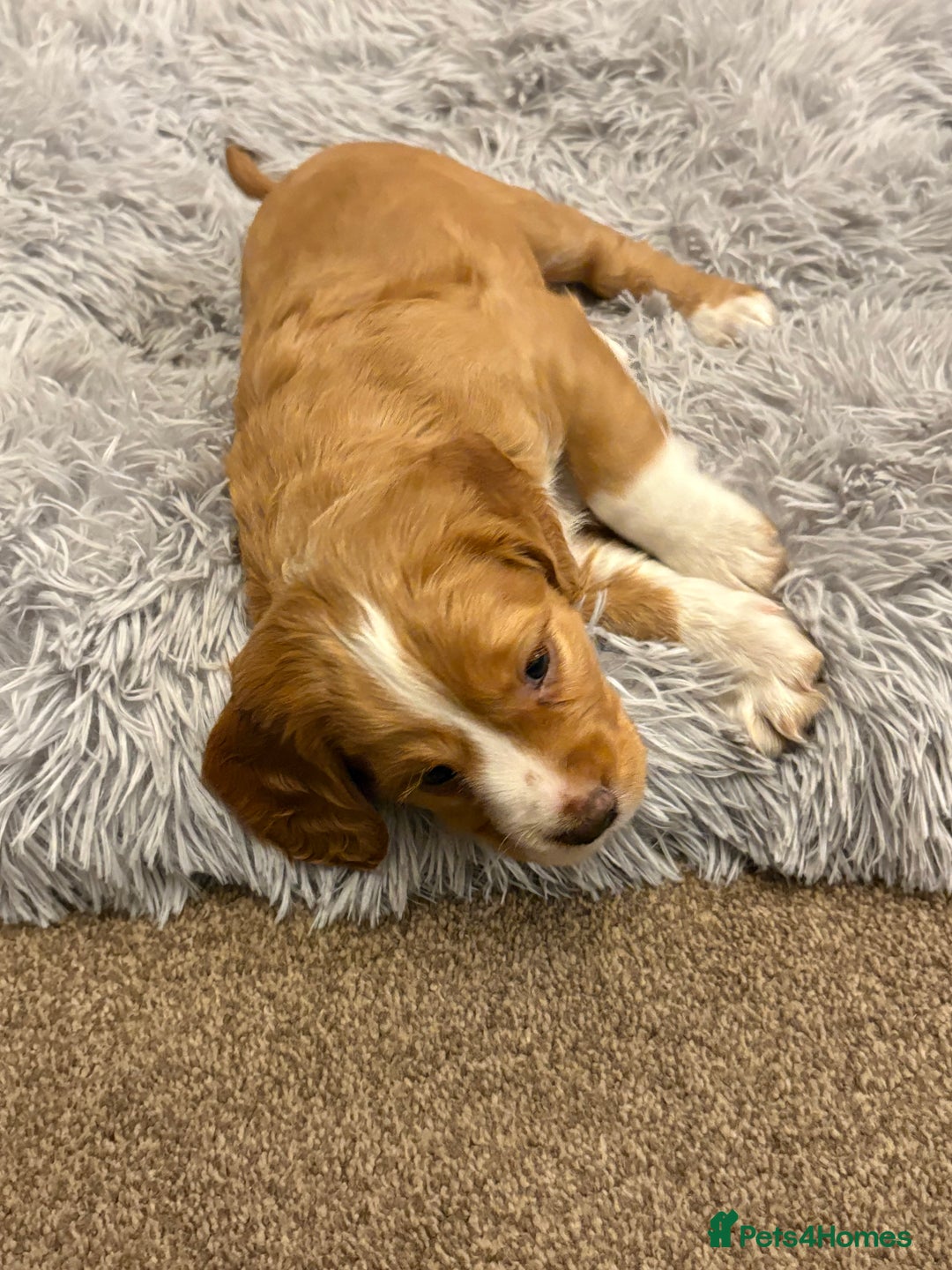 Cocker Spaniel dogs for sale: Working cocker spaniel boy - Image 8