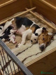 Jack Russell dogs jack russel puppies - Advert 11