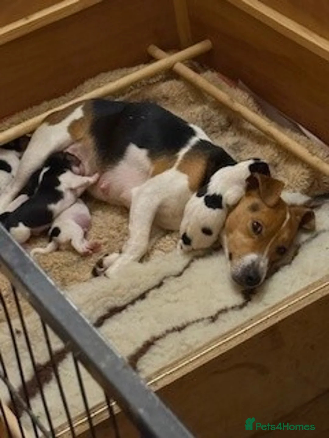 Jack Russell dogs for sale: jack russel puppies - Advert 1