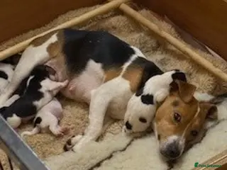 Jack Russell dogs jack russel puppies - Advert 17