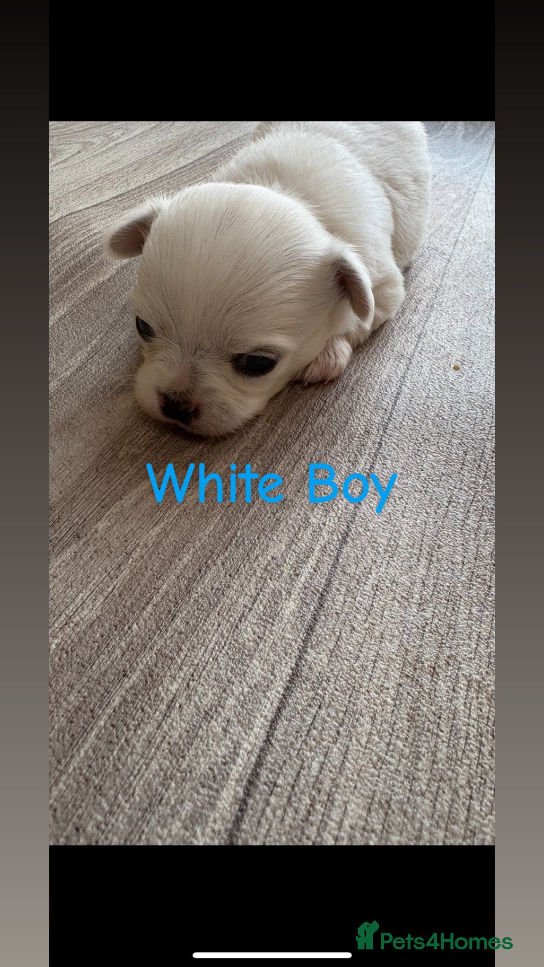 Chihuahua dogs for sale: KC Champion Lines Miniature Chihuahua Puppies - Image 7