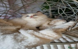 Ragdoll cats for sale: Quality Tica reg Ragdoll kittens  - Image 32