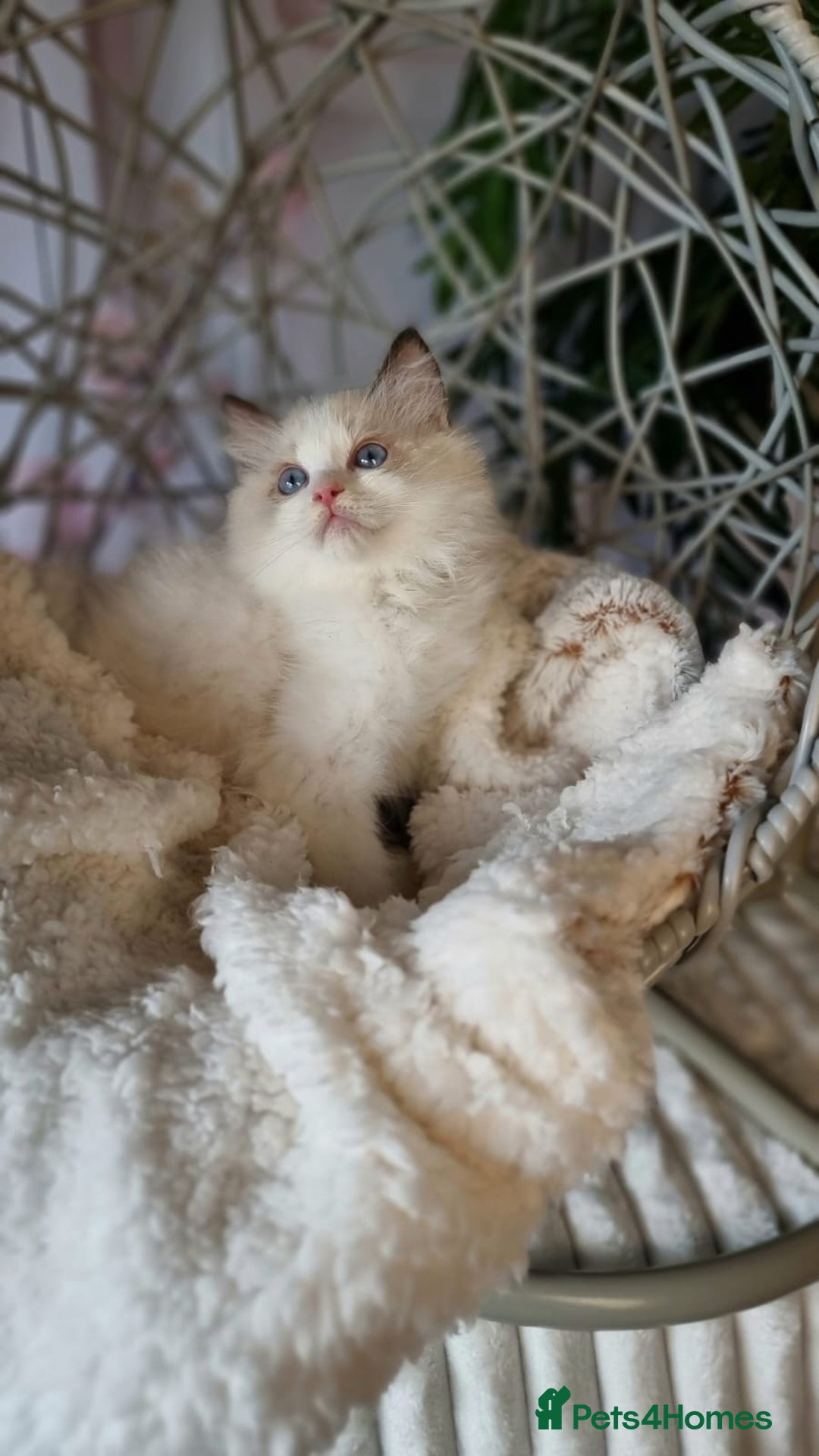 Ragdoll cats for sale: Quality Tica reg Ragdoll kittens  - Image 32