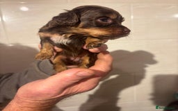 Cockapoo dogs for sale: Chocolate 4 weeks Cokapoo puppies  - Image 3