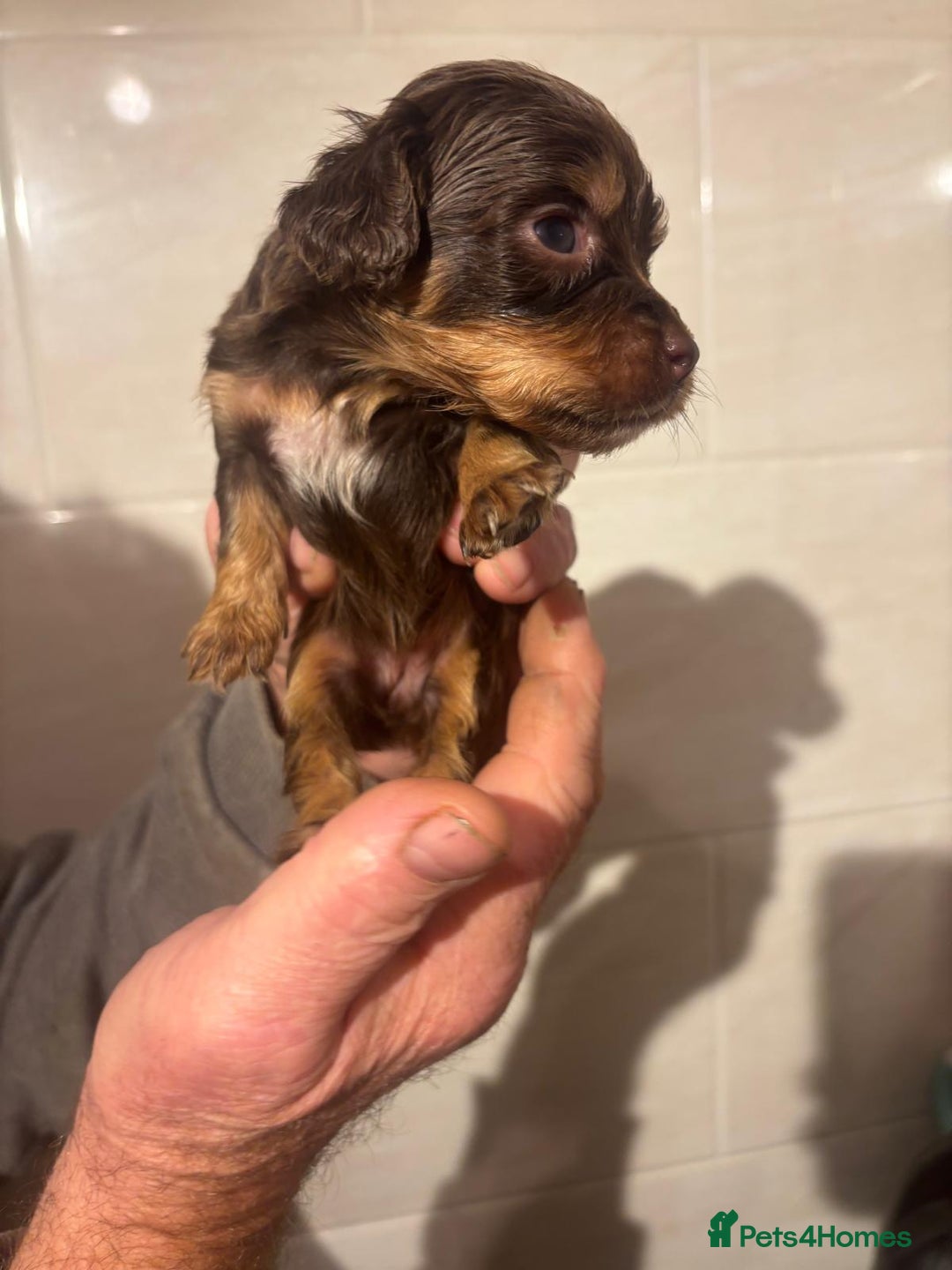 Cockapoo dogs for sale: Chocolate 4 weeks Cokapoo puppies  - Image 3