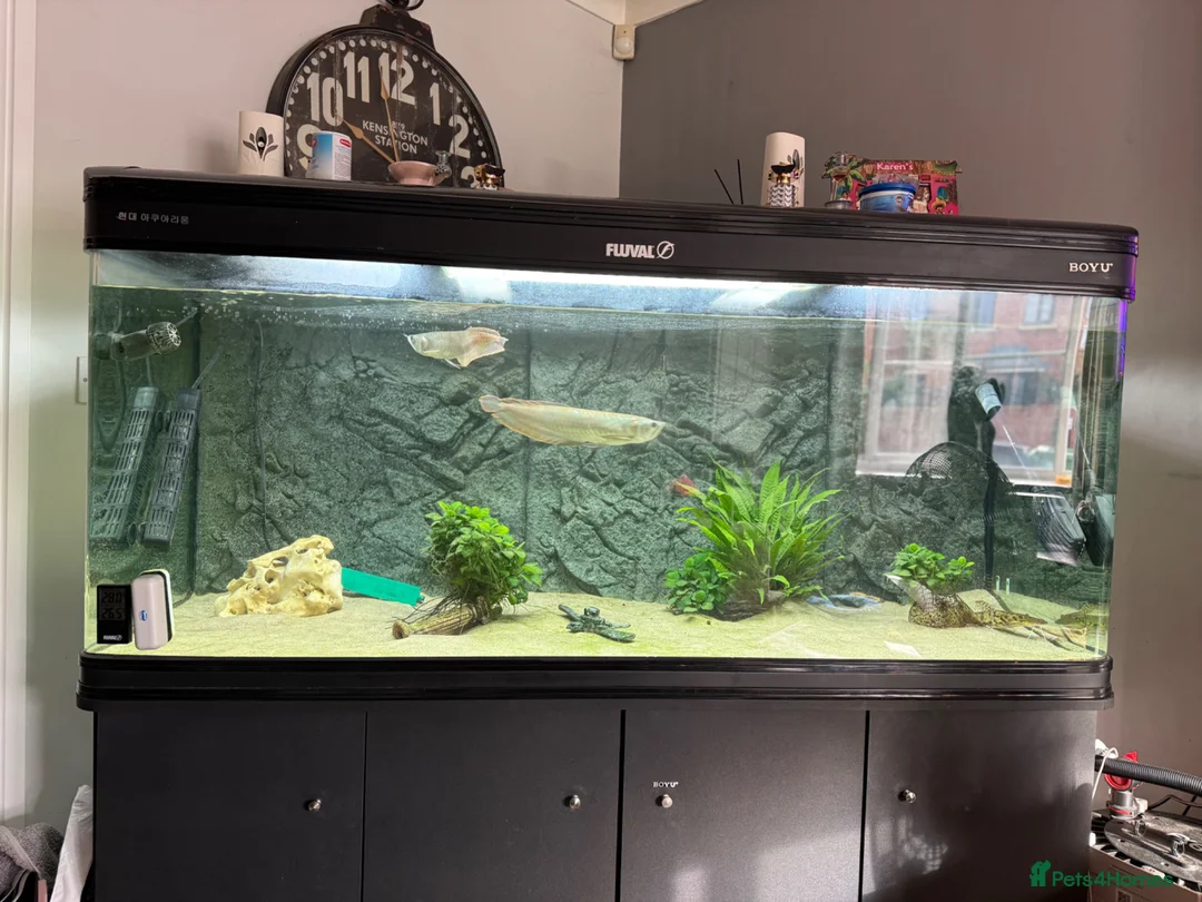 Other/Mixed Breed fish for sale: Silver arowana  in Leeds - Advert 3